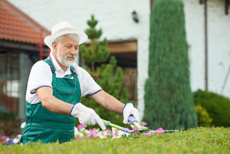 Buisson masculin supérieur de coupe de jardinier par des cisaillements au jardin image stock Buisson masculin supérieur de coupe de jardinier par des cisaillements au jardin image stock