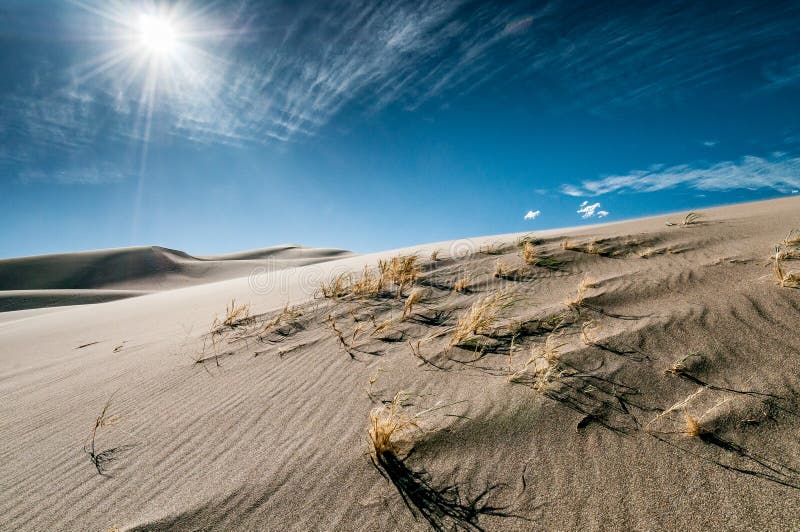 Buissons, sable et soleil en grand parc national de dunes de sable photo libre de droits Buissons, sable et soleil en grand parc national de dunes de sable photo libre de droits