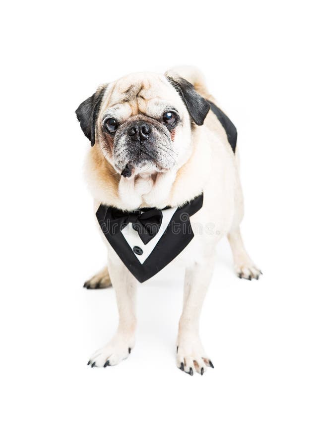 Buitensporige Pug Hond in Smokingvest stock fotografie Buitensporige Pug Hond in Smokingvest stock fotografie