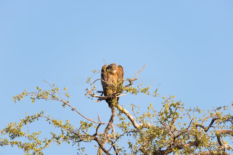 Buitre de Brown encaramado en rama de árbol del acacia Opinión del Telephoto, cielo azul del claro Parque nacional de Kruger, des fotos de archivo libres de regalías Buitre de Brown encaramado en rama de árbol del acacia Opinión del Telephoto, cielo azul del claro Parque nacional de Kruger, des fotos de archivo libres de regalías