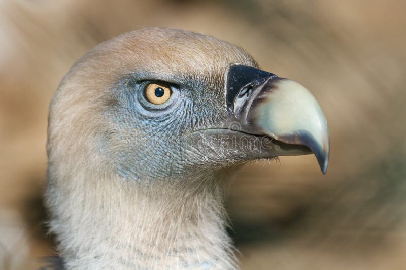 Buitre leonado (Gyps fulvus)