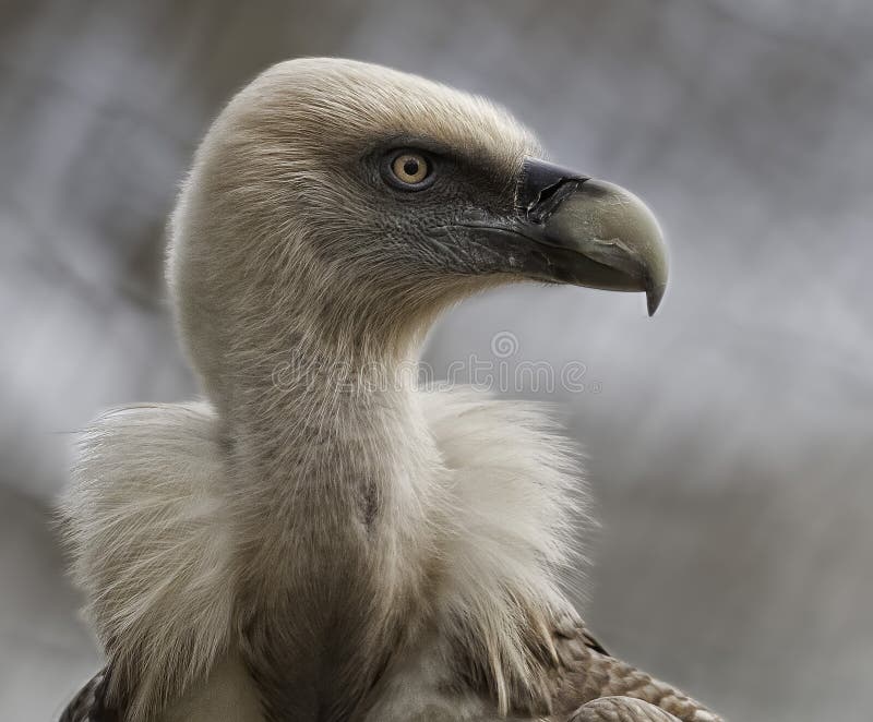 Buitre leonado (Gyps fulvus)