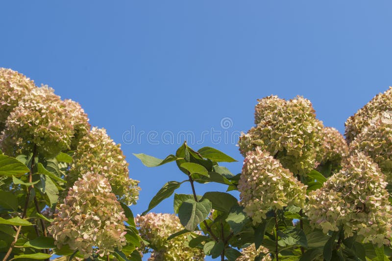Buizen van hydrangea-bloemen, in piramidale afgeronde vorm, met citroenbladen met lichtroze uiteinden op een achtergrond van zuiv royalty-vrije stock afbeeldingen Buizen van hydrangea-bloemen, in piramidale afgeronde vorm, met citroenbladen met lichtroze uiteinden op een achtergrond van zuiv royalty-vrije stock afbeeldingen