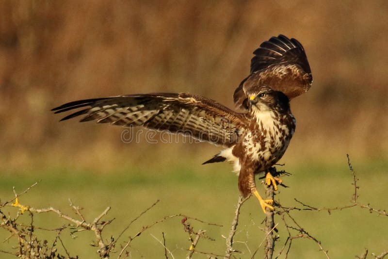 Buizerd het Landen royalty-vrije stock fotografie Buizerd het Landen royalty-vrije stock fotografie
