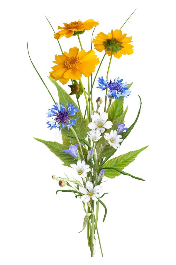 Bukett av de lösa blommorna för fält, easter färger som isoleras royaltyfri foto