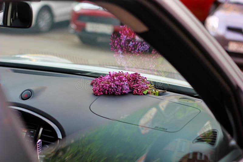 bukett av lilan i bilen arkivbilder bukett av lilan i bilen arkivbilder