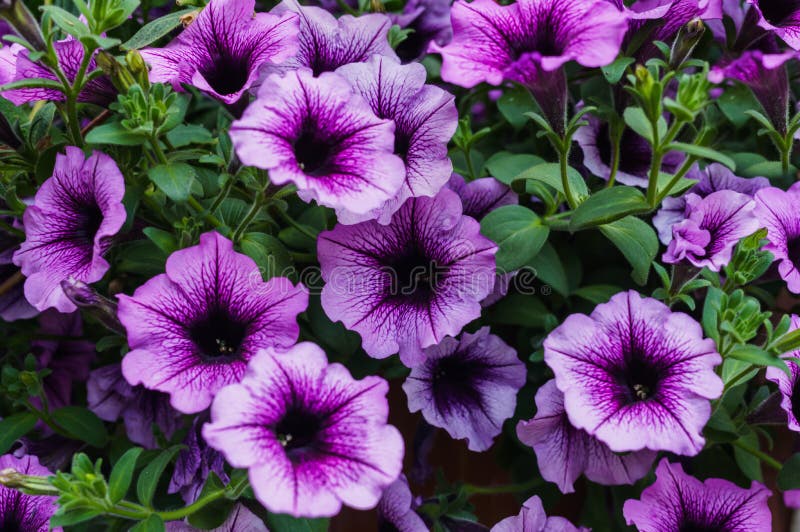 Lila Pundar I Hängande Brunpott, Korg Med Blommor I äppelträd I ...