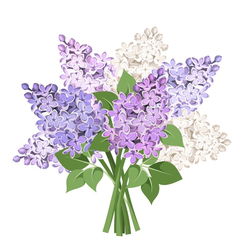 Bukett av purpurfärgade och vita lila blommor också vektor för coreldrawillustration royaltyfri illustrationer