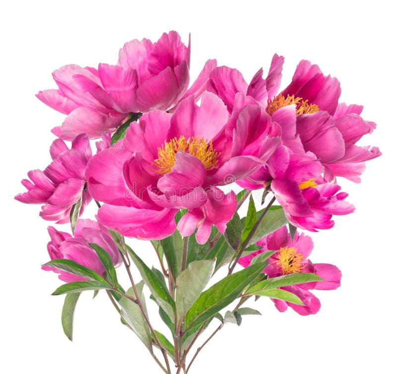 Bukett av rosa pioner med gula stamens som isoleras på vit fotografering för bildbyråer Bukett av rosa pioner med gula stamens som isoleras på vit fotografering för bildbyråer