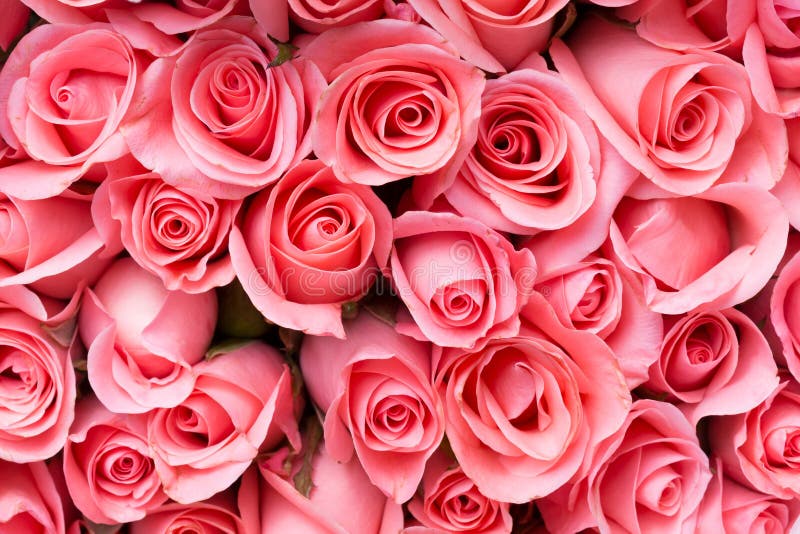 Bukett för rosa färgrosblomma arkivfoton