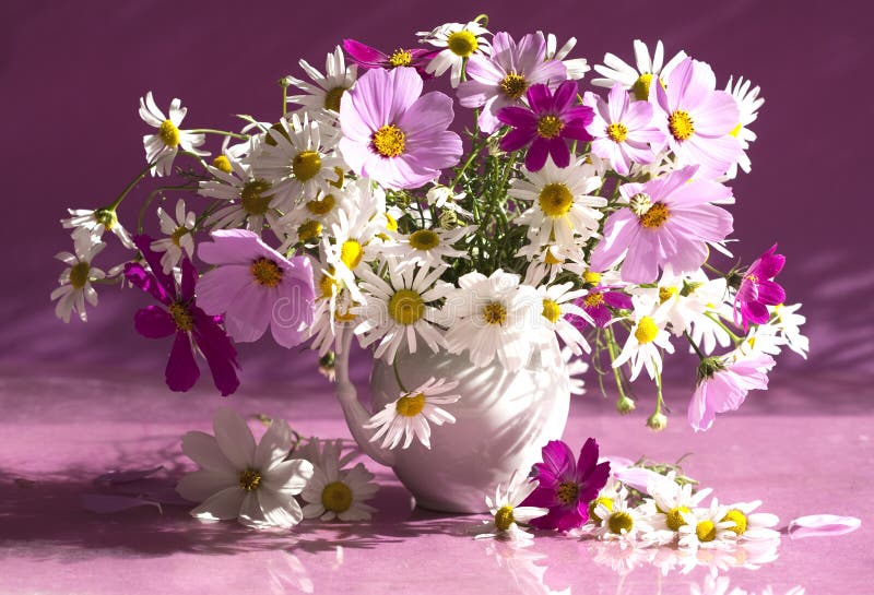 Bukettcamomileblommor arkivbild