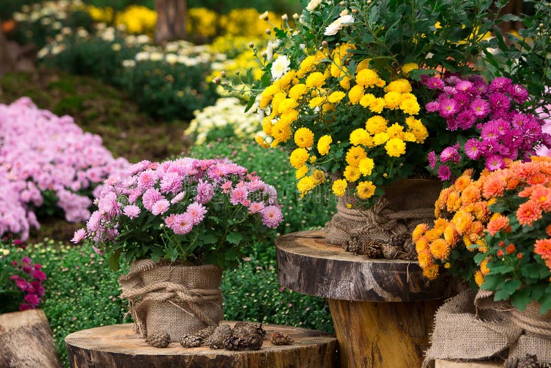 Buketten av den härliga krysantemumet blommar utomhus arkivbilder
