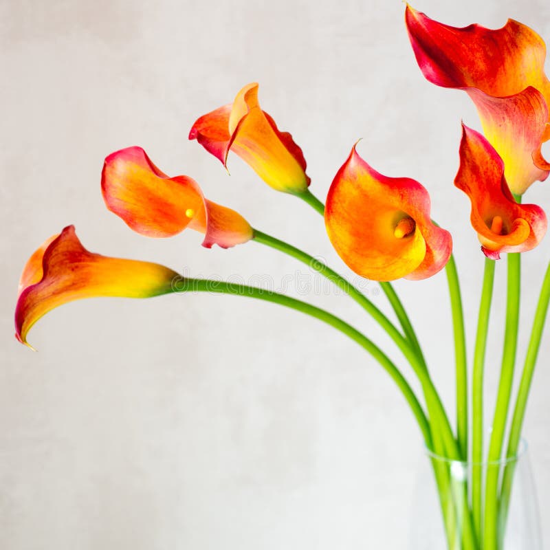 Buketten av den nya orange callaen blommar lilly i den glass vasen på en vit tabell fyrkant arkivfoton Buketten av den nya orange callaen blommar lilly i den glass vasen på en vit tabell fyrkant arkivfoton