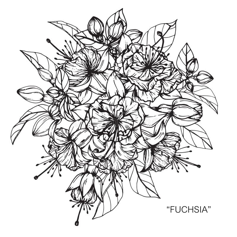 Buketten av fuchsian blommar teckningen och skissar