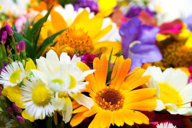 Buketten blommar fjädern arkivbilder