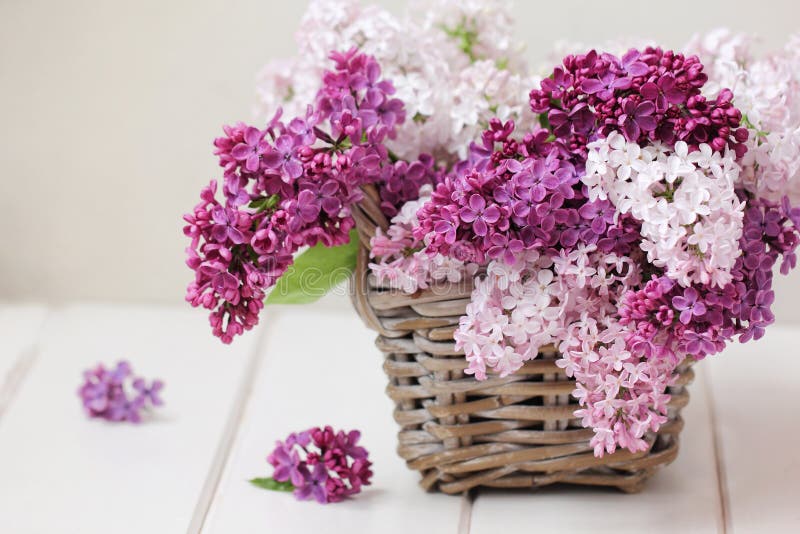 Buketten blommar lilan royaltyfri bild