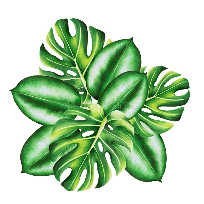 Bukiet akwarelowy realistycznych liści tropikalnych. ilustracja monstera ficus wyizolowanego na białym tle. piękny royalty ilustracja