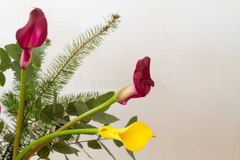 Bouquet of purple calla lily arum lily or Zantedeschia in studio over white background. Bouquet of purple calla lily arum lily or Zantedeschia in studio over white background