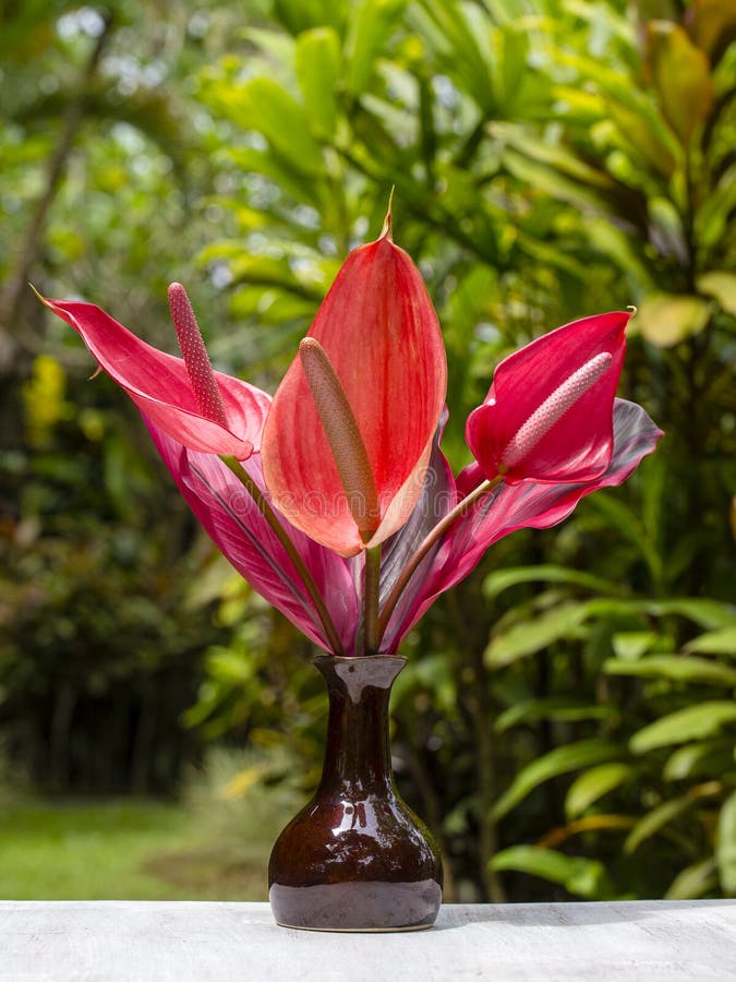 Bukiet czerwoni tropikalni kwiaty Anthurium lub flaminga kwiat w ceramicznych waza stojakach w ogródzie Wyspa Bali, Indonezja zdjęcie royalty free Bukiet czerwoni tropikalni kwiaty Anthurium lub flaminga kwiat w ceramicznych waza stojakach w ogródzie Wyspa Bali, Indonezja zdjęcie royalty free