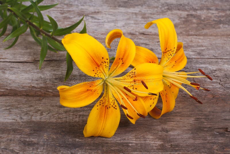 Bouquet of bright yellow flowers lily on an old wooden. Bouquet of bright yellow flowers lily on an old wooden