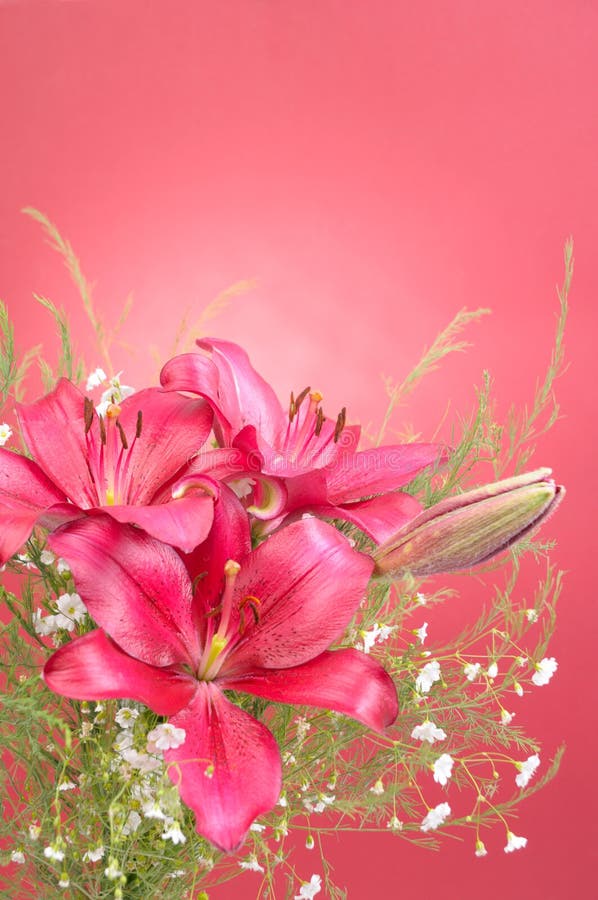 Bouquet of Lily Flowers against red background. Bouquet of Lily Flowers against red background