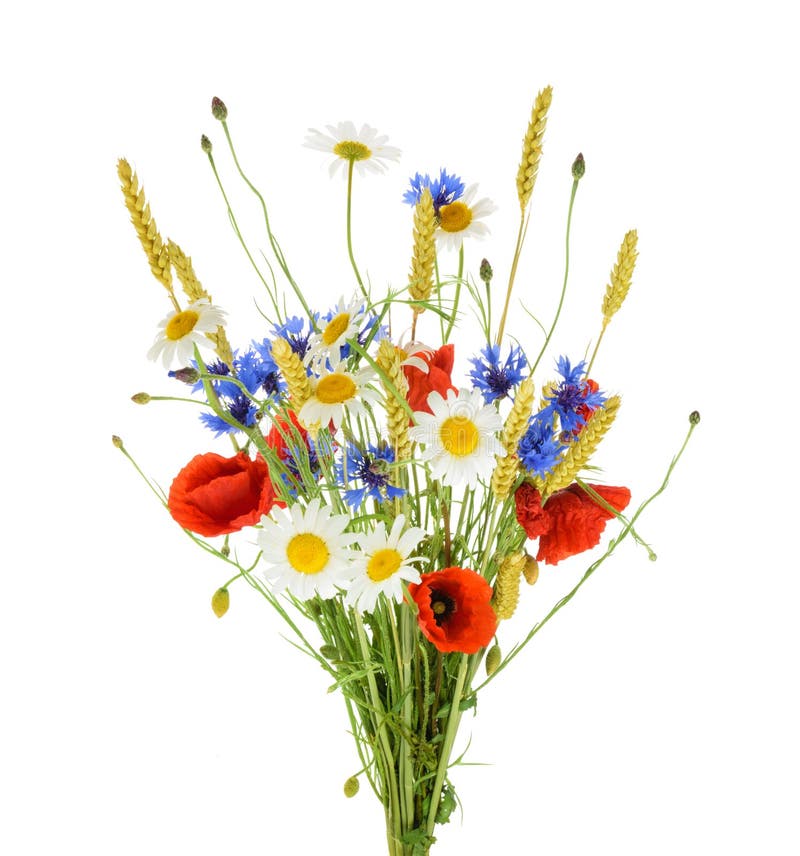 Bukiet piękni kwiatów Cornflowers, chamomiles banatka i obraz royalty free