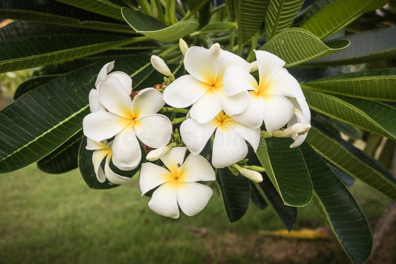 Download Bukiet Plumeria Kwitnie Na Drzewach (frangipani) Obraz Stock - Obraz złożonej z piękny, wyspa: 57670107