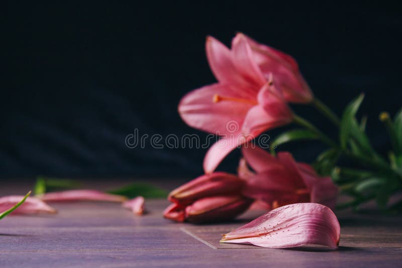 Bouquet of pink lily flowers in the rays of light on a black background on a wooden rustic table. fresh buds of a flowering plant close-up, copy space. studio shot. the plot of the holiday card. Bouquet of pink lily flowers in the rays of light on a black background on a wooden rustic table. fresh buds of a flowering plant close-up, copy space. studio shot. the plot of the holiday card