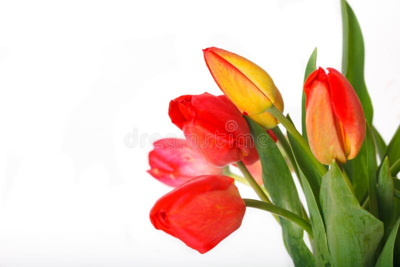 Bukiet różowi tulipany odizolowywający na białym tle z kopii przestrzenią fotografia stock Bukiet różowi tulipany odizolowywający na białym tle z kopii przestrzenią fotografia stock