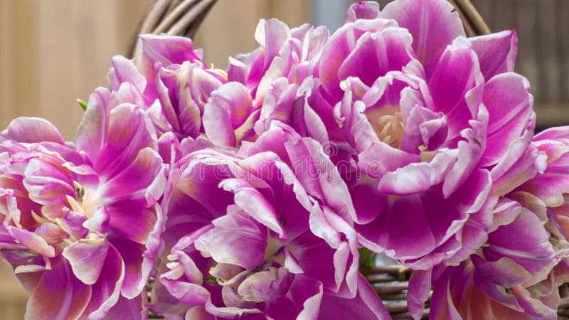 Bukiet różowych tulipanów kwitnie w koszyku. poklatka czasowa bukiet kwiatów wiosennych tulipany otwierające zamknięcie. świąteczn