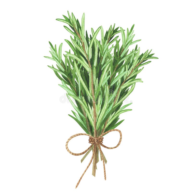 Bukiet świeży rozmaryn. akwarela ilustracja kulinarne zioła do gotowania wyizolowane na białym tle. sztuka projektowania ilustracja wektor