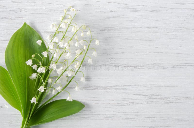 Bouquet of fresh spring Lily of the valley flowers with green leaves on wooden background,seasonal natural concept. Bouquet of fresh spring Lily of the valley flowers with green leaves on wooden background,seasonal natural concept