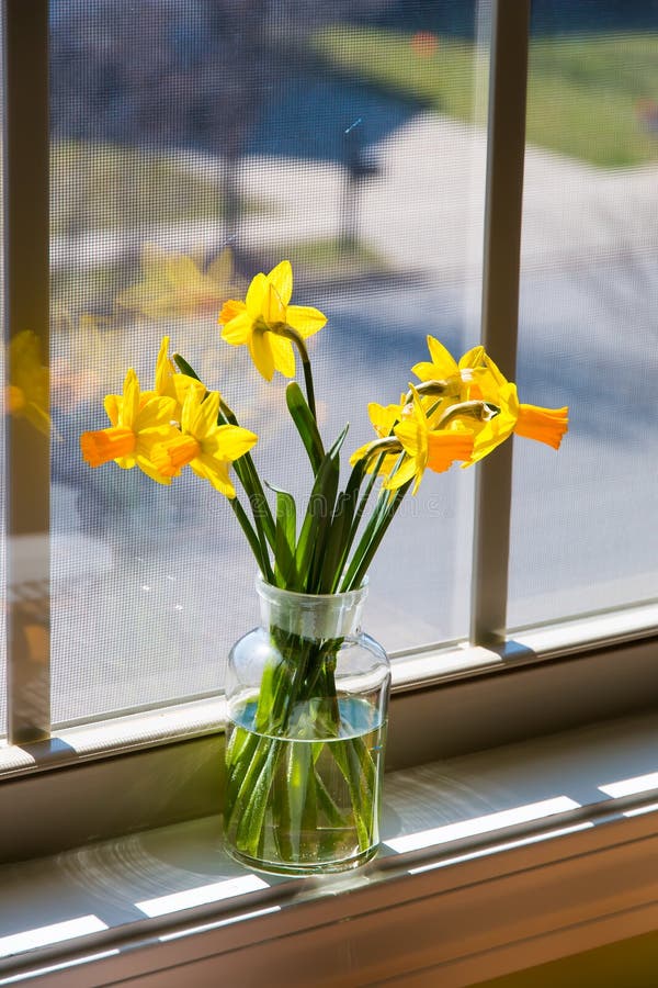 Bukiet żółci daffodils w szklanym wazowym pobliskim okno z ponownym zdjęcia stock Bukiet żółci daffodils w szklanym wazowym pobliskim okno z ponownym zdjęcia stock