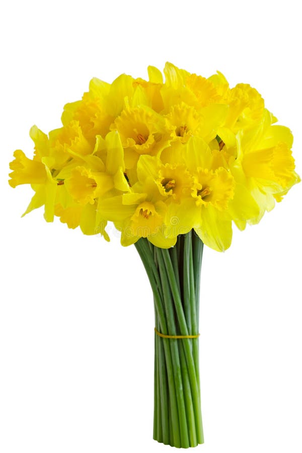 Bouquet of daffodil narcissus lent lily flower isolated on white. Bouquet of daffodil narcissus lent lily flower isolated on white