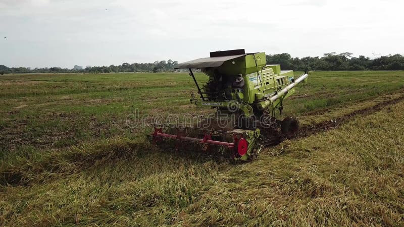 Aerial green combine harvester reaping the rice paddy at the corner