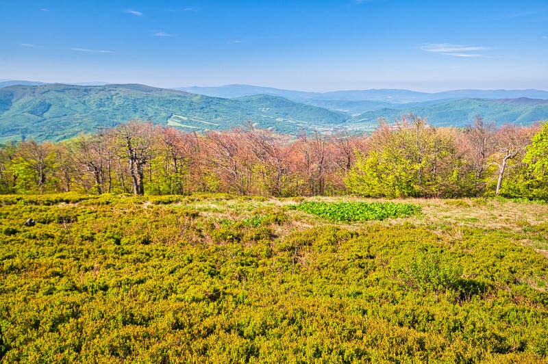 Mountain meadow - Polonina in Bukovske vrchy - beech forests in Poloniny in Slovakia