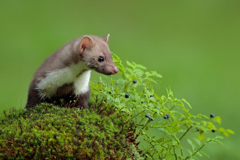 Bukowa kuna, Martes foina i borówka z jasnym zielonym tłem, Kamienna kuna, szczegółu lasowy zwierzę portret Mały predat zdjęcia stock