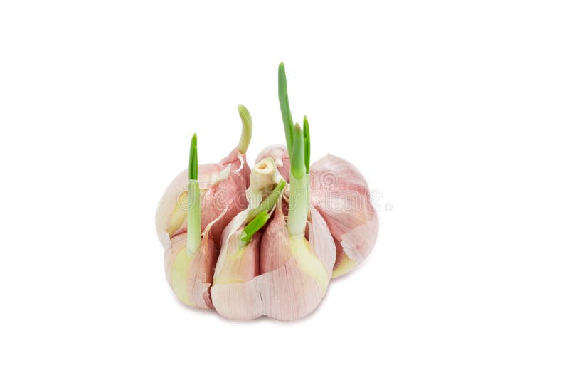 Garlic bulb sprout stock photo. Image of growing, allium 56075276