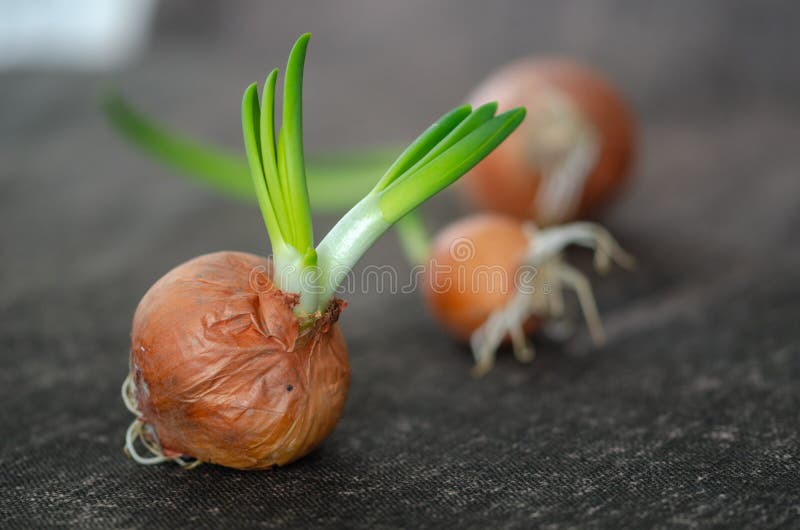 Germinating of the onion stock photo. Image of grow 139252892
