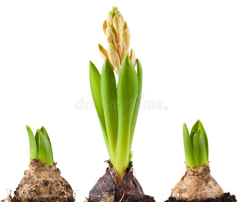 Bulb of hyacinth