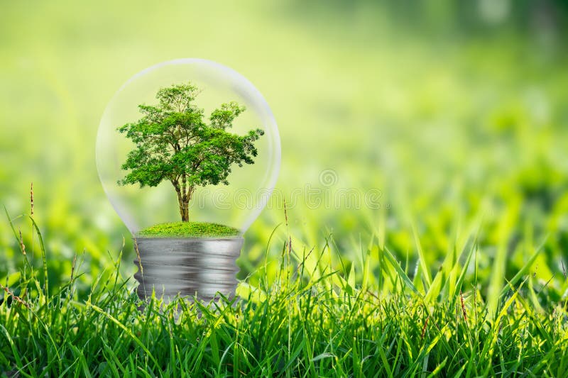 The bulb is located on the inside with leaves forest and the trees are in the light. Concepts of environmental conservation and stock image The bulb is located on the inside with leaves forest and the trees are in the light. Concepts of environmental conservation and stock image