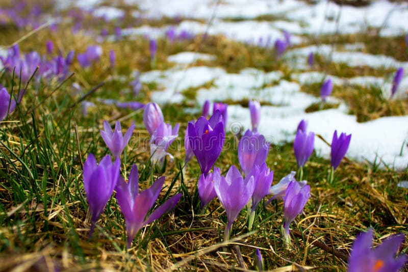 Bulbo Del Azafrán, Primera Flor De La Primavera Después De La Nieve Imagen  de archivo - Imagen de lila, primaveras: 89128733