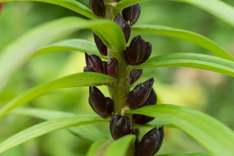 Bulbochki on a Stalk of a Lily for Reproduction of a Plant Stock Photo