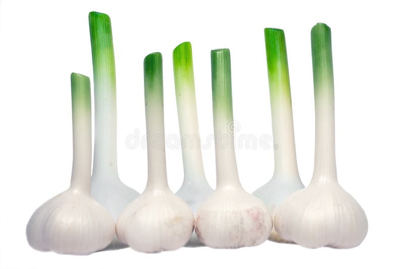 Bulbs of Fresh Garlic stock photo. Image of isolated 96281362