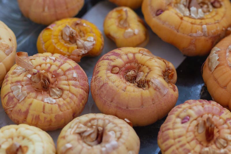 Planting Bulbs of Gladioli Flowers in Spring, Preparation for Planting