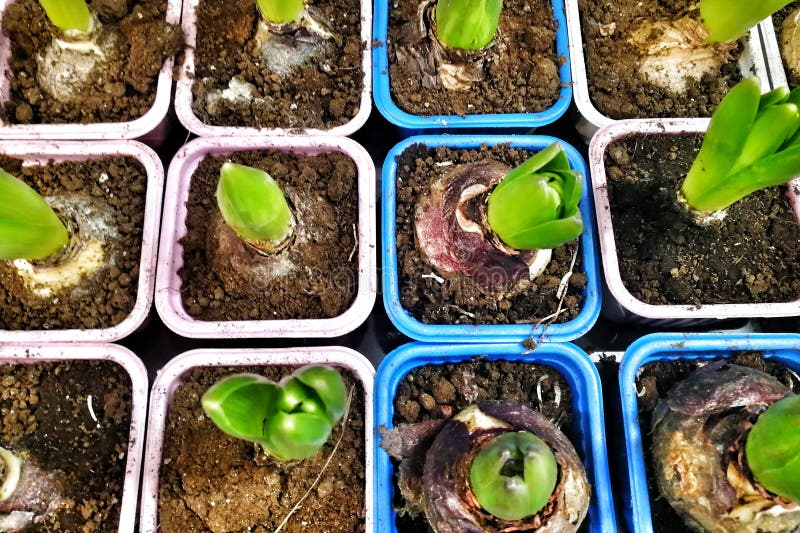 Bulbs in the ground in pots and leaves of young tulips.