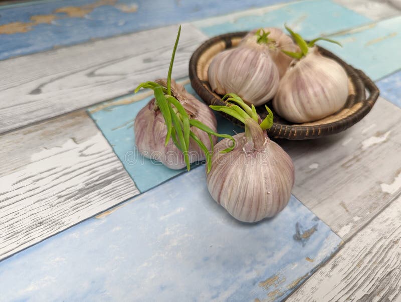Bulbs of Sprouted Garlic in a Woven Basket Stock Photo Image of