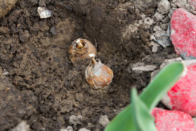 Bulbs of Tulips in the Ground Stock Image Image of cultivation, decorative 91089863