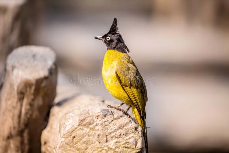 Bulbul czubaty ptak. Czubaty Bulbul ptak w natura chwycie na gałąź