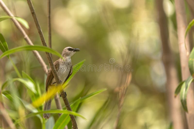 Bulbul expresado amarillo, Pycnonotus más goiavier, encaramándose en la ramita Bali en Indonesia fotos de archivo libres de regalías Bulbul expresado amarillo, Pycnonotus más goiavier, encaramándose en la ramita Bali en Indonesia fotos de archivo libres de regalías